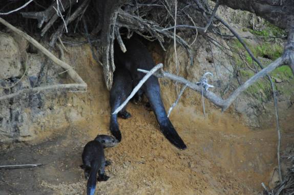 Família de ariranhas sobe para sua toca em barranco no rio Cuiabá, região de Porto Jofre, no final da rodovia Transpantaneira, no Pantanal Norte, no Mato Grosso